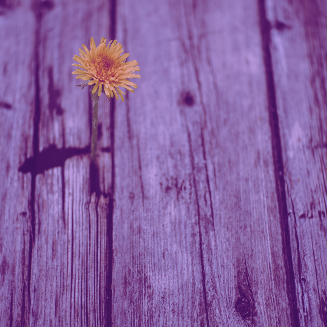 Eine einzelne gelbe Blume vor einem lila gefärbten Holzhintergrund
