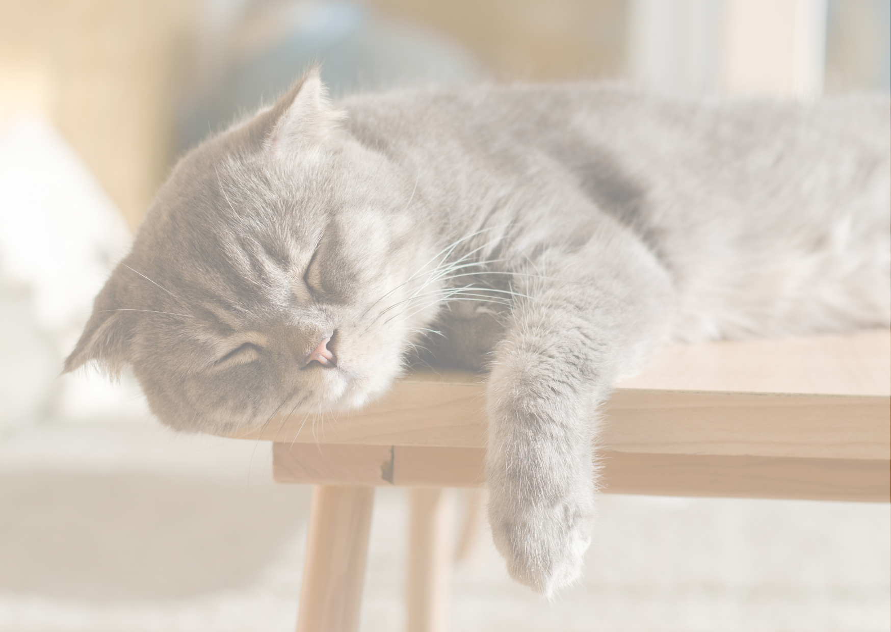Eine graue Katze schläft friedlich auf einem hellen Holztisch im Sonnenlicht, mit einem Pfötchen entspannt herabhängend.